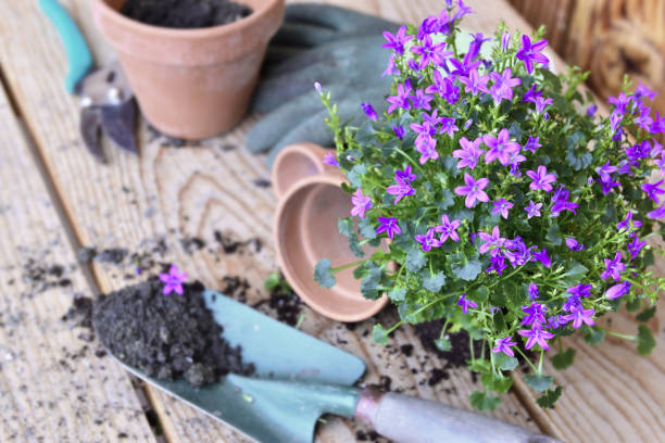 цветы растение и лопату с грязью для заливки на деревянном столе - campanula стоковые фото и изображения