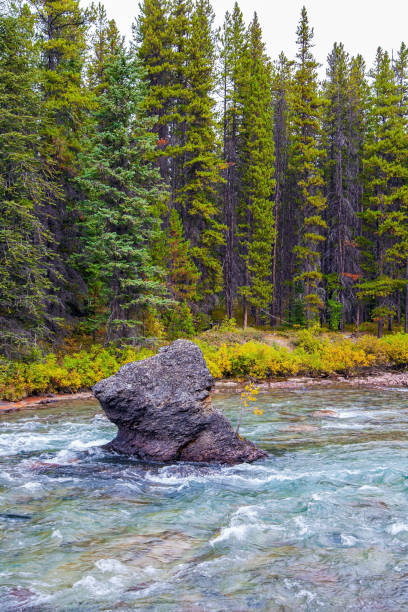 istock The mountain river in the coniferous forest 1302587835