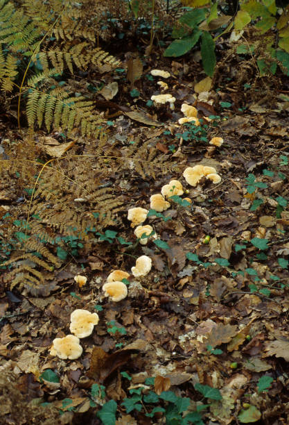 seta de erizo - vertical meadow mushroom vegetable fotografías e imágenes de stock