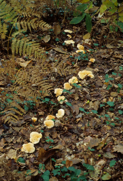 Hedgehog Mushroom Hedgehog Fungus Hydnum repandum hedgehog mushroom stock pictures, royalty-free photos & images