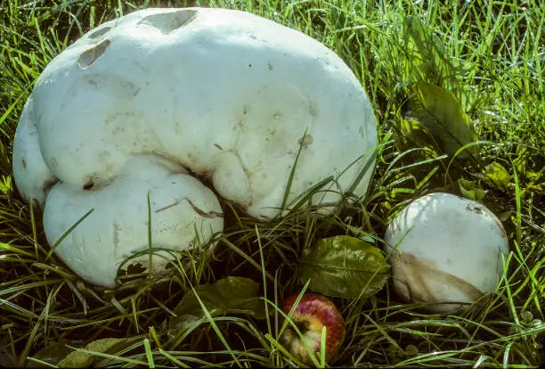 Giant Puffball Lycoperdon giganteaum edible when still white and firm