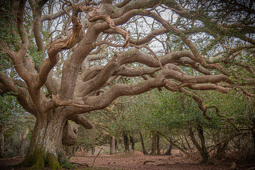 Ancient oak of the New Forest
