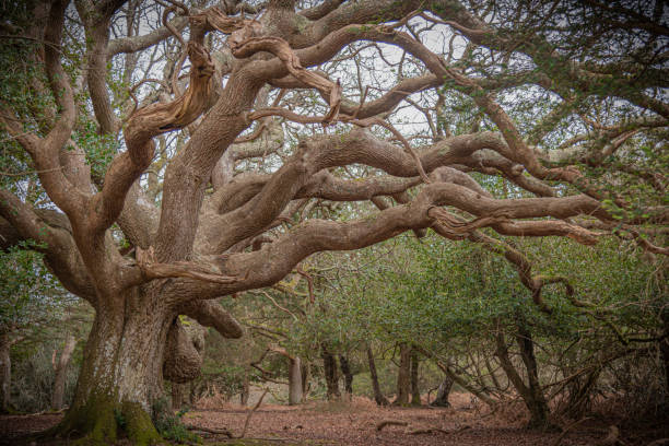 Ancient oak of the New Forest Ancient oak of the New Forest arthurian legend stock pictures, royalty-free photos & images