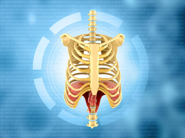 istock Human ribs on medical background 1302591641