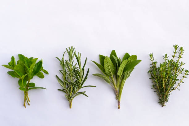 istock Fresh herbs bunch on white background. Top view 1302593194