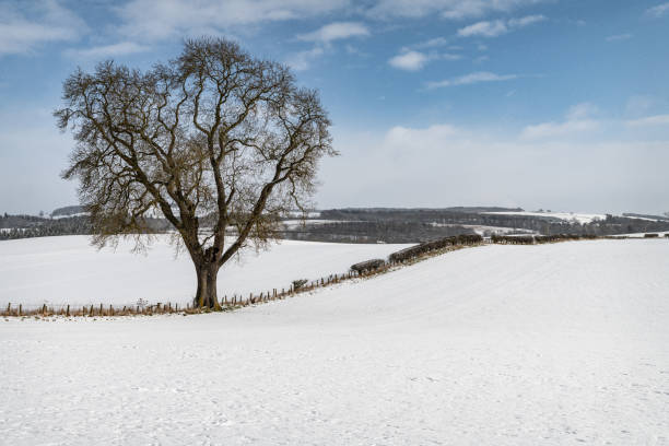 istock Tree in snow covered farmland, Scottish Borders 1302593311