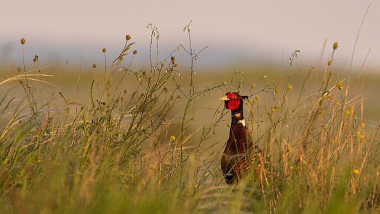 Ringnecked pheasant male, Phasianus colchicus, grass on a beautiful sunlight.
