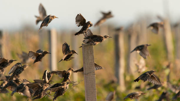 stado szpaków zwyczajnych, sturnus vulgaris selektywne skupienie - common blackbird zdjęcia i obrazy z banku zdjęć