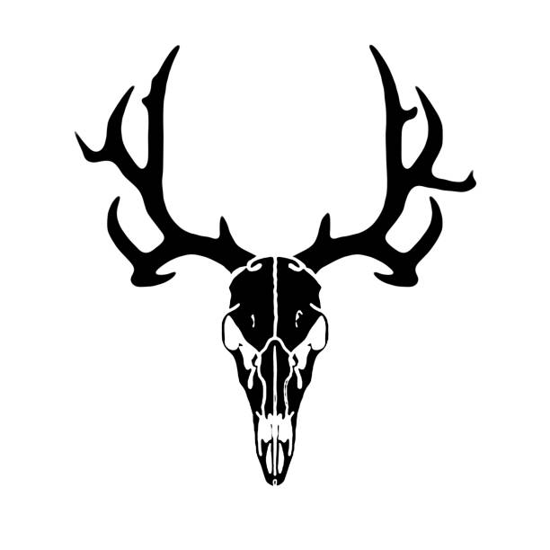 illustrations, cliparts, dessins animés et icônes de crâne de cerf , silhoette de chasseur - deer skull