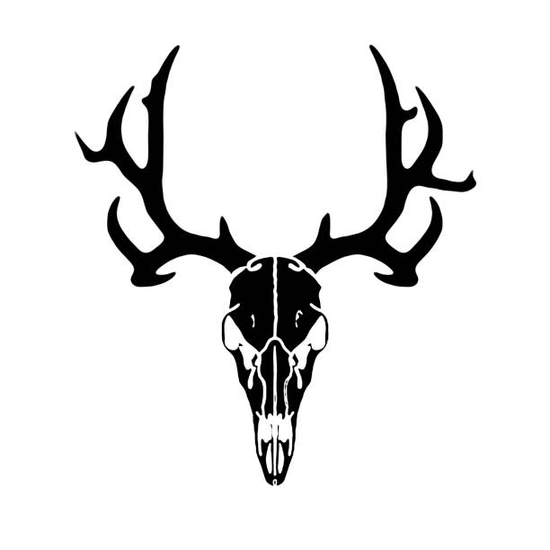 Deer Skull Hunter Silhoette Stock Illustration - Download Image Now - Skull,  Deer, Tattoo - iStock