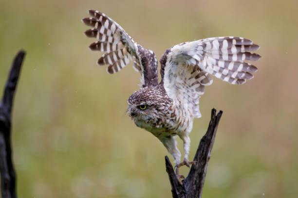 istock Burrowing Owl on a branch 1302594586