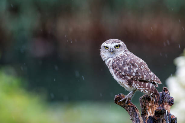 istock Burrowing Owl on a branch 1302594587
