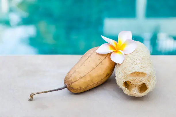Dried gourd sponge and fruit with plumeria flower on swimming pool edge, outdoor day light, natural scrubber product of Thailand, eco concept product