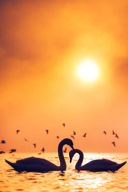 Silhouette of white swans in a heart shape, sea sunrise shot Silhouette of white swans in a heart shape, sea sunrise shot swan at dawn stock pictures, royalty-free photos & images