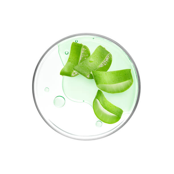 istock Aloe Vera slices with essence on petri dish over white background 1302595743