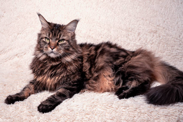 istock Beautiful cat on the couch, Maine coon portrait 1302596455