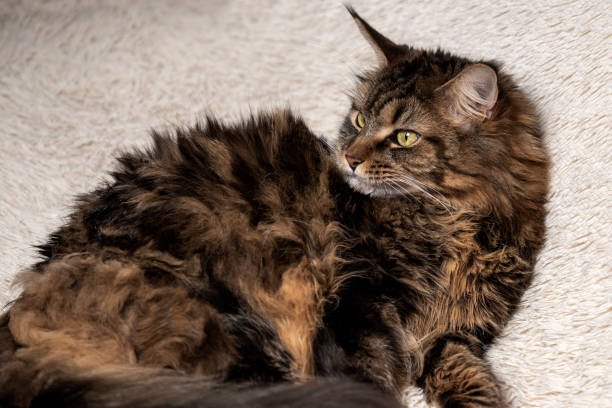 istock Maine coon portrait, beautiful cat on the couch 1302596474