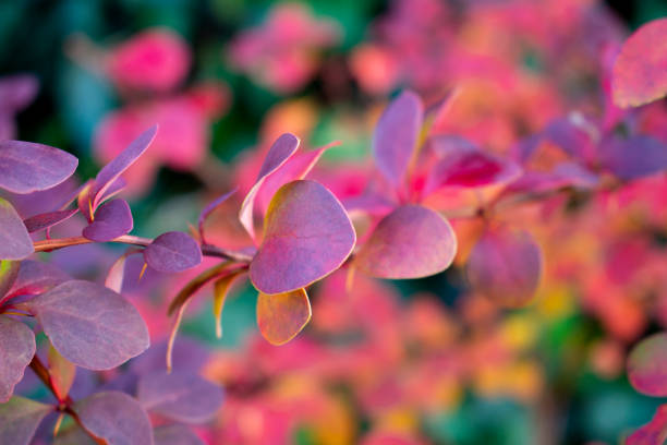Colorful barberry leaves  in the warm day in fall garden. Rainbow shrub on a fresh green grassy background.