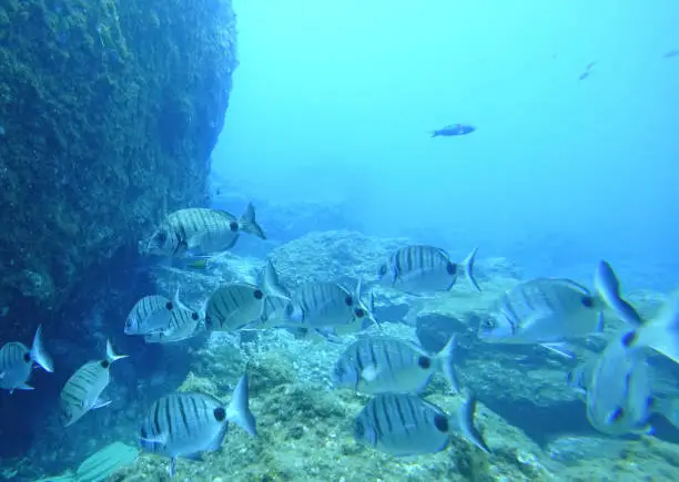 Sargo or white seabream (Diplodus sargus) fish swimming over a reef off the coast of Madeira island in the Atlantic Ocean. Various species of fish are swimming around, including Ornate Wrasse and White Sea Bream.