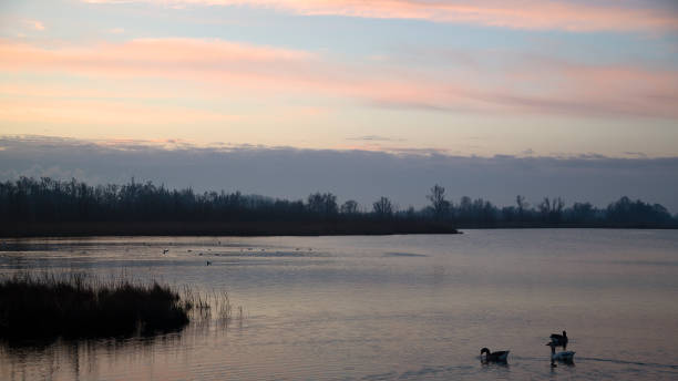 istock Early morning in Dutch Biesbosch National Park 1302596971
