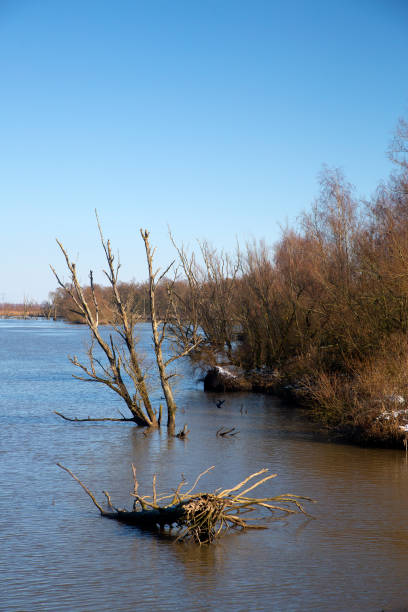 istock Nature restoration in Dutch Biesbosch National Park 1302597650