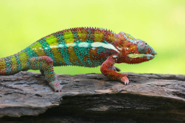 istock Chameleon Phanter, Chameleon Veiled, Reptile, 1302597711