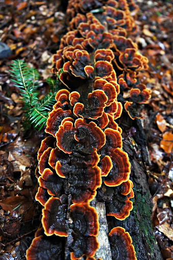 Black orange tinder fungus on an old fallen tree close-up in the forest Trametes versicolor Coriolus versicolor Polyporus versicolor common polypore mushroom, plant background, ecosystem, botany