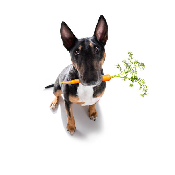 istock healthy food dog 1302599090