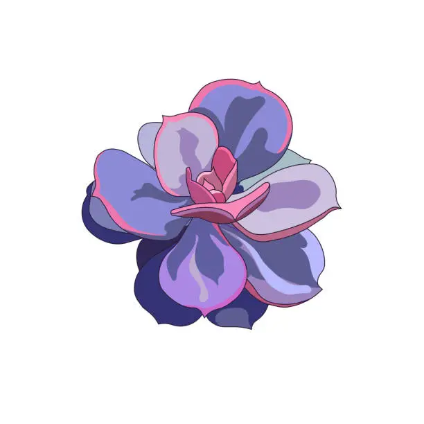 Vector illustration of Vector Echeveria Pearl von Nurnberg in Cartoon style, ourlined blue pink leaved succulent on white isolated background, isolated Stone Rose, concept of House Plants, Succulents, Window Gardening.
