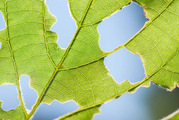 Bright green leaf up close with holes from worms. Sunlight and blue sky in the background.