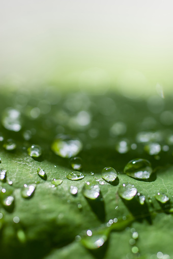 Drops of water on leaf. Close up, macro photography. Bright, happy green. Place for text.