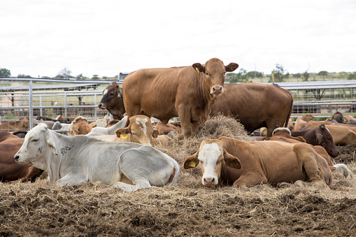 Beef cattle in a feed yard or feed lot