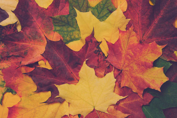 istock Many beautiful maple leaves red yellow orange green background. 1302600690