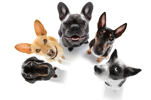 team group row of dogs taking a selfie isolated on white background, smile and happy snapshot
