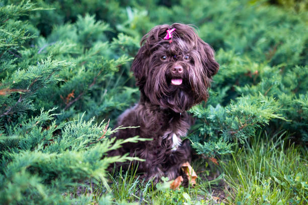 istock Small brown cute dog front outside portrait 1302602885