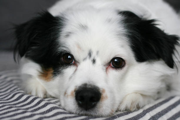istock Muzzle of a beautiful dog close-up 1302603336