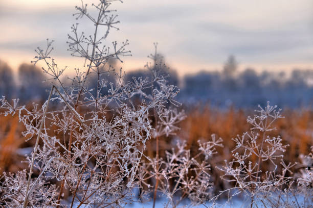 istock dry winter plants. Misty view,  nostalgic calming natural background 1302604407