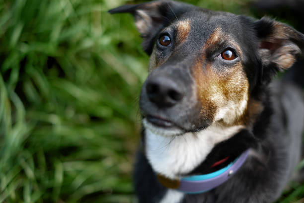 istock Big black dog outside portrait 1302604454