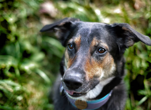 istock Big black dog outside portrait 1302604455