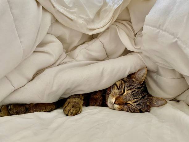 istock Purring Tabby Cat Relaxed in Bed Sleeping 1302604539