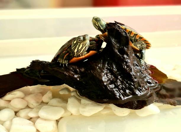 istock Red belly picta turtle 1302604589