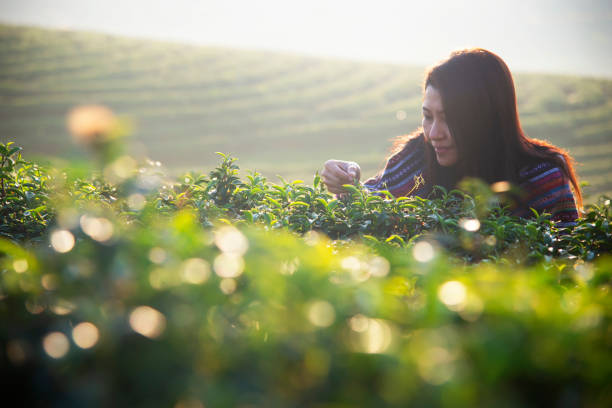 bella donna asiatica raccoglie foglie di tè nel campo da tè al mattino. - tea pickers foto e immagini stock