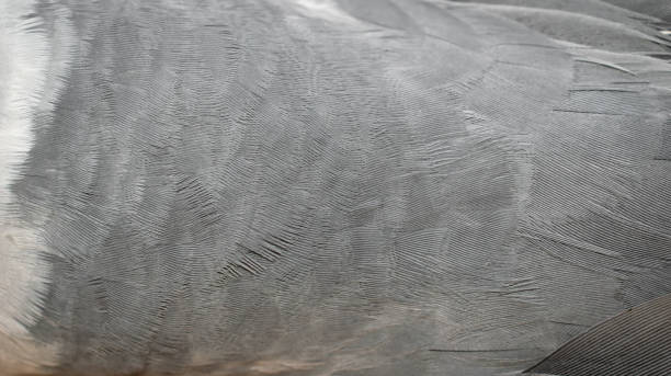 istock gray pigeon feathers with visible detail. background 1302607108