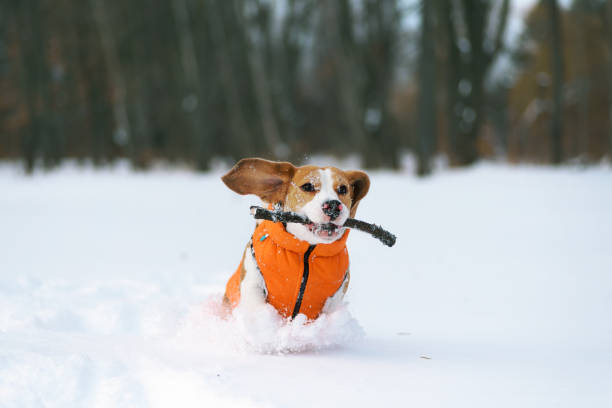 Dog running in deep snow to fetch the stick