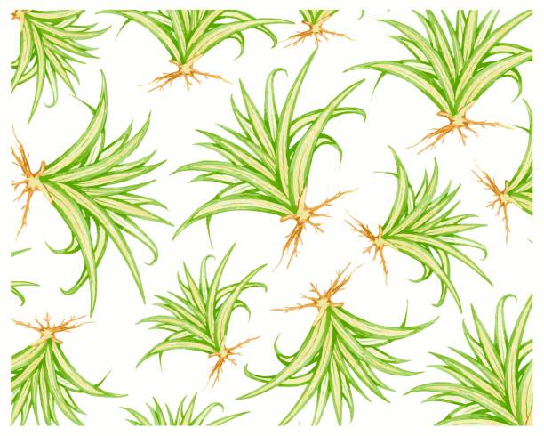 판다누스 베이치이 또는 아가베 식물 배경의 삽화 - perennial houseplant kalanchoe succulent plant stock illustrations