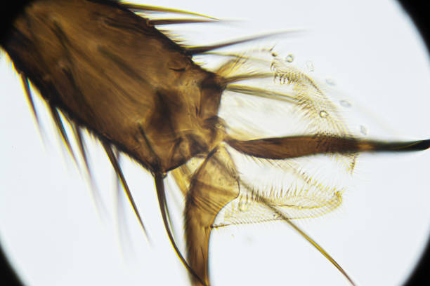 istock Housefly leg with bristles and claws under the light microscope, magnification 400 times 1302608296