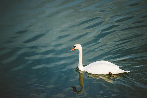 white cygnet swan swimming in the river in summer in Poland