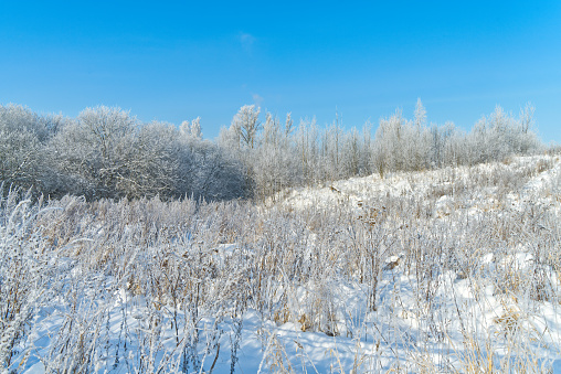 the grass and trees are covered with silver frost, fragility and charm