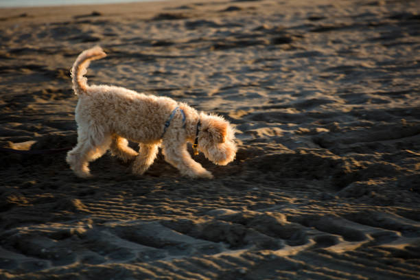 istock young dog playing on the beach 1302610020