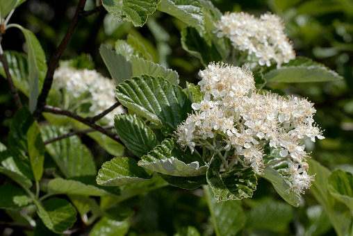 White flowers of Whitebeam Tree Sorbus aria